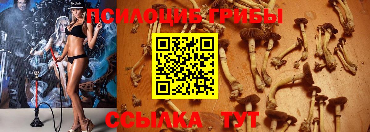Псилоцибиновые грибы GOLDEN TEACHER  даркнет сайт  Нарткала  Вход с VPN 